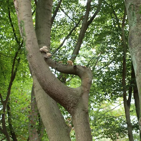 Bed En - Of Zonder - Breakfast 4*