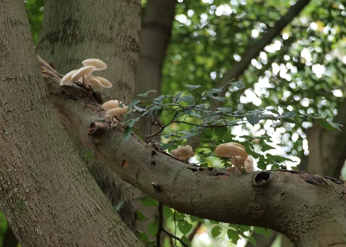 B&B Bed En - Of Zonder - Breakfast 푸텐