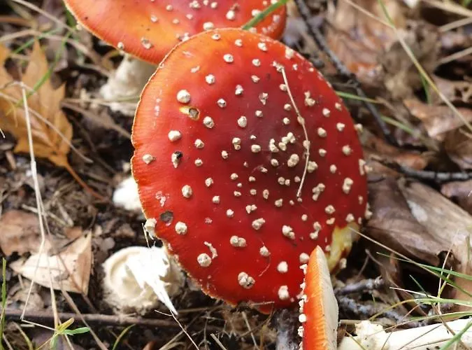 Bed En - Of Zonder - Breakfast B&B 푸텐