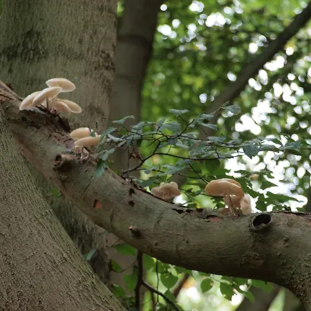 Bed & Breakfast Bed En - Of Zonder - Breakfast Putten