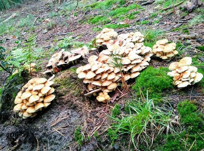 Bed En - Of Zonder - Breakfast