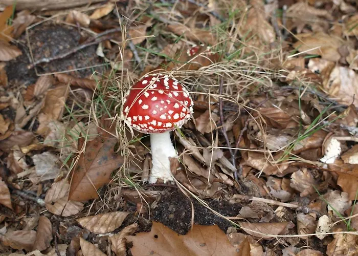 Bed En - Of Zonder - Breakfast 4*